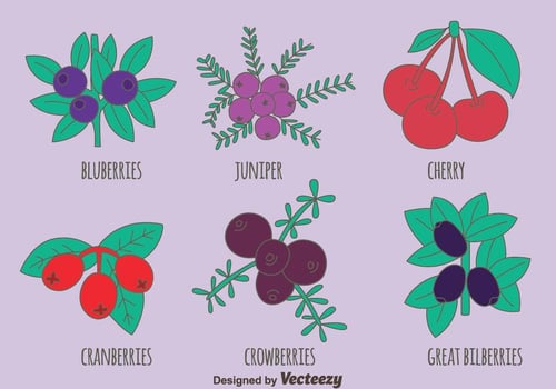 Berries Fruit Collection Vectors