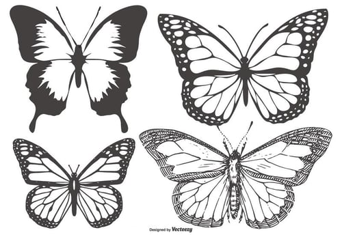 Vintage ButterflyMariposa Collection vector