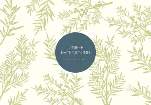 Free Juniper Background Vector