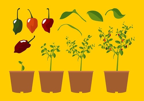 Habanero Plant Free Vector