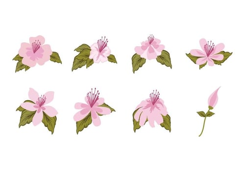 Free Flower Pink Rhododendron Vector