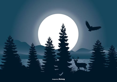 Beautiful Night Landscape Scene vector