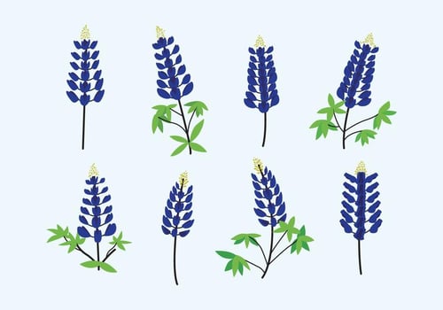 Bluebonnet Vector