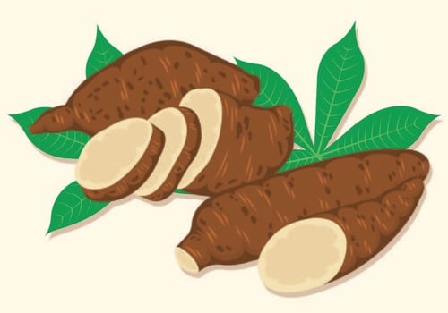 Vector Illustration Of Cassava 