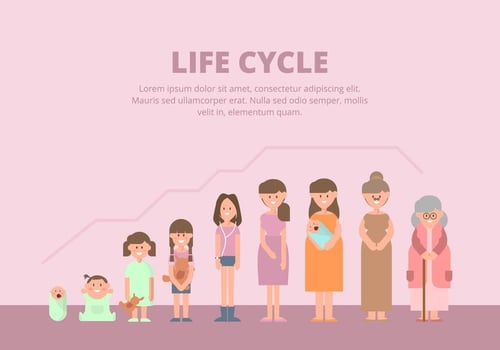 Life Cycle Illustration vector
