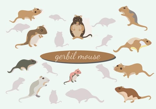 Gerbil Mouse vector Pack
