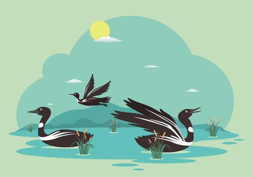 Free Loon Illustration vector