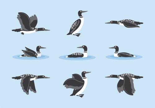 Loon Cartoon Vector