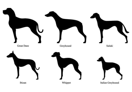 Whippet Silhouettes vector