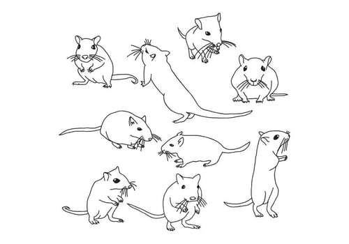 Gerbil Mouse vector