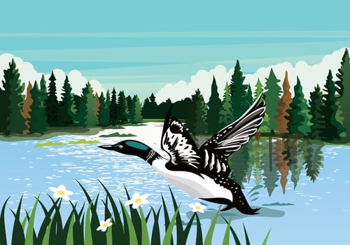 Loon Swimming In River Vector Background Illustration