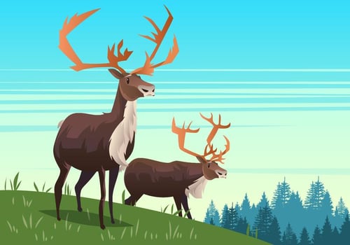 Bull Caribou vector