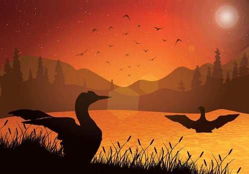 Loon Sunset Free Vector