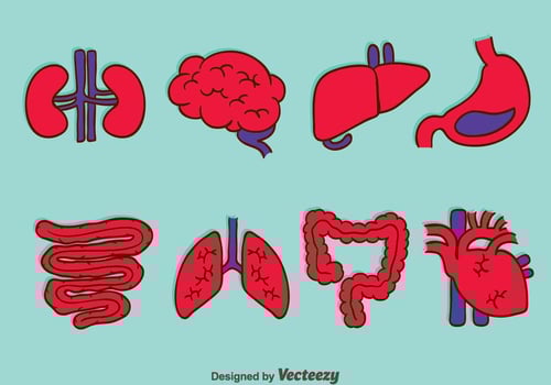 Human Organ Collection Vectors