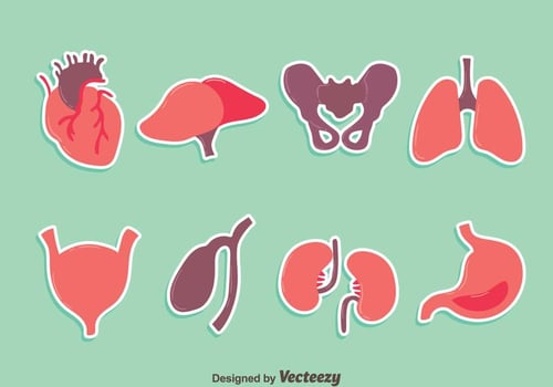Nice Human Organs Vector