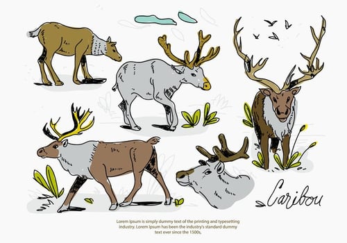 Caribou Deer Sketch Pose Hand Drawn Vector Illustration