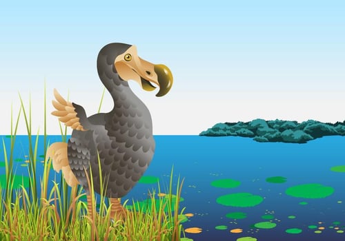 Dodo Bird In Nature vector