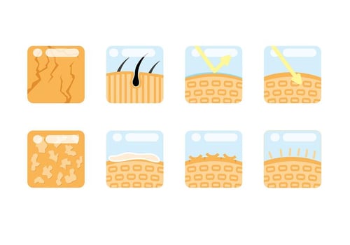 Skin Icon Vector