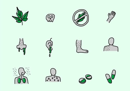 Poison Ivy Infographic Vector