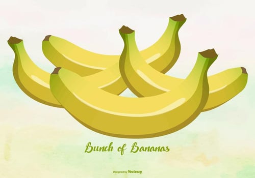 Yellow BananasPlantain Illustration vector