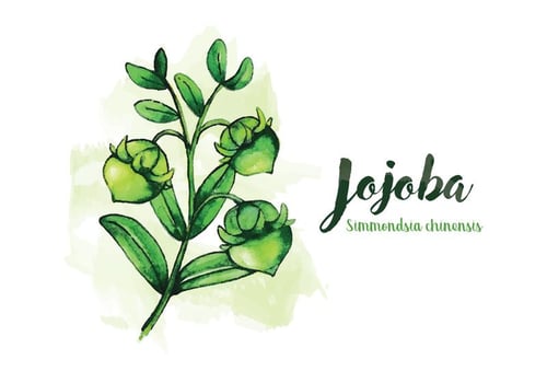 Jojoba Watercolor Illustration vector