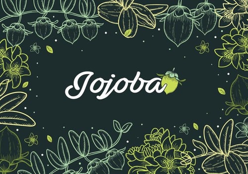 Jojoba Handdrawn Background vector