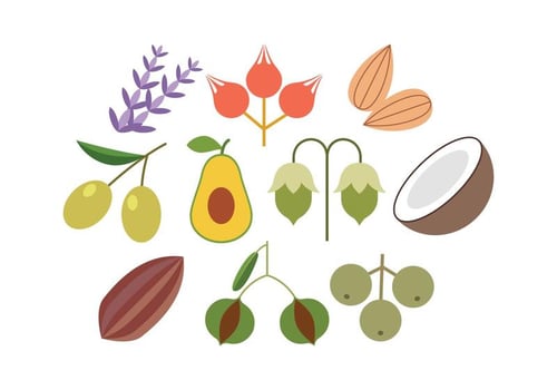 Free Herbs Flat Icon Vector