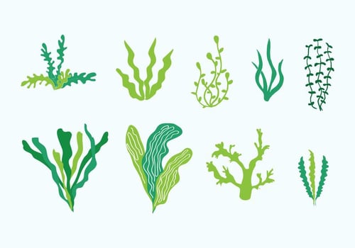 Sea Weed Vectors