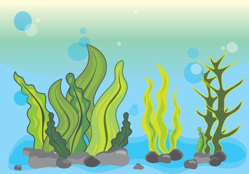 Seaweed Illustration Scene Underwater vector