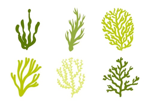 Sea Weed Vector Icon
