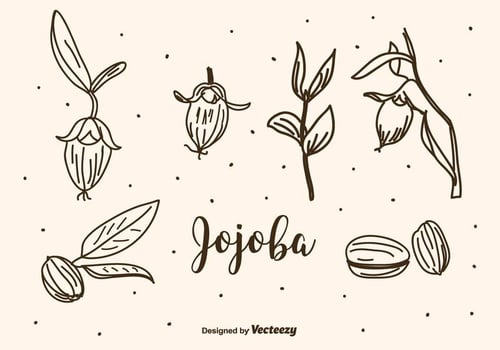 Jojoba Vector