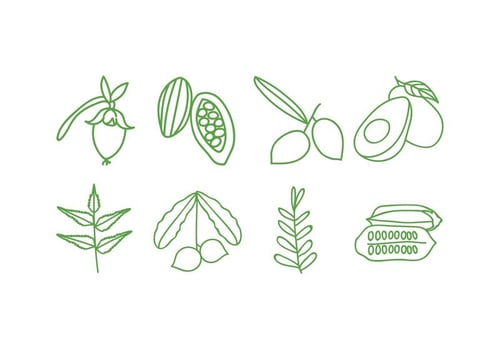 Herbal Plant Icon Set vector