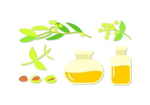 Jojoba Oil Free Vector