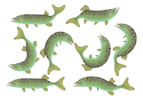 Muskie Fish Icons vector