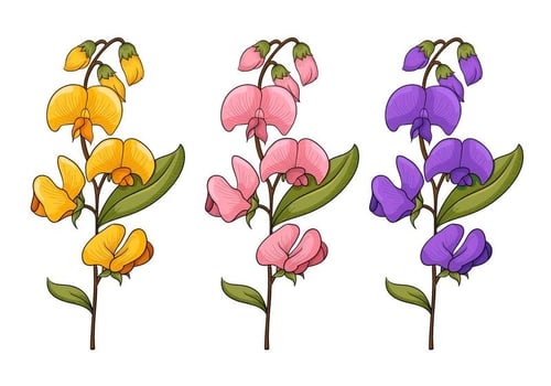 Sweet Pea Flower Vectors 