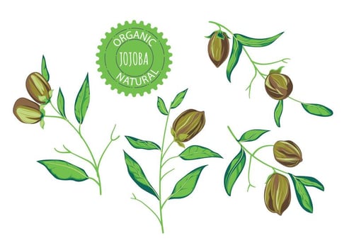 Jojoba Plant Vector Illustrations