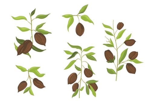 Vector watercolor hand drawn isolated jojoba