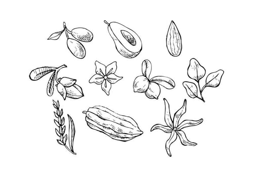 Free Herbs Sketch Icon Vector