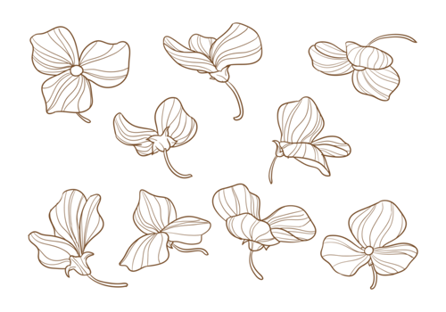 Hand Drawn Sweet Pea Flowers vector