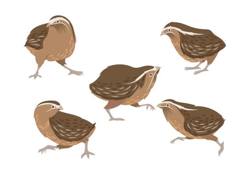 Illustration of Brown Quail vector