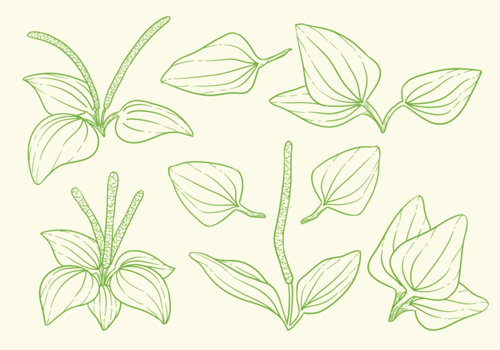 Great Plantain Herbs Vectors