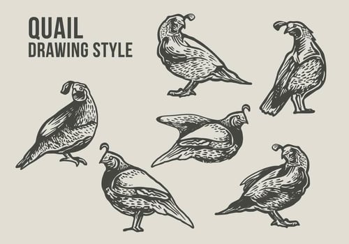Quail Bird Drawing Illustration vector