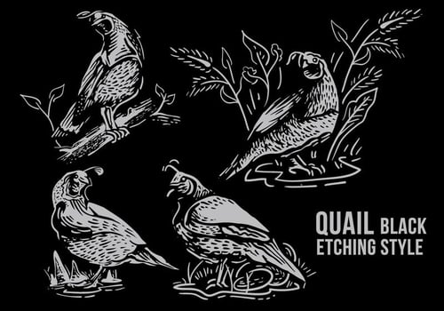 Quail Black Etching Style vector