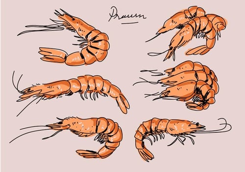 Fried Prawn Hand Drawn Vector Illustration