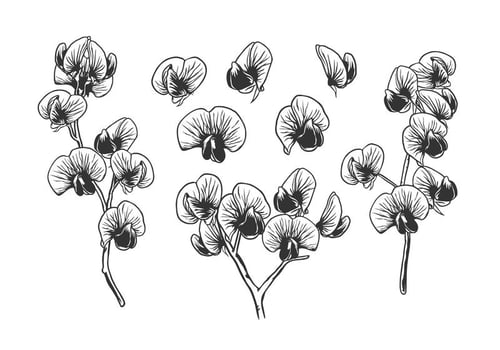 Hand Drawn Sweet Pea Free Vector