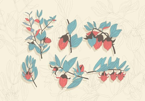 Jojoba Vector