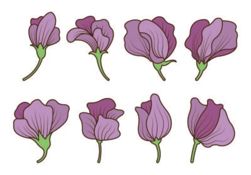 Set Of Sweet Pea Flower Vector