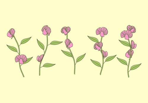 Sweet Pea Plant Free Vector