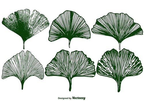 Vector Gingko Leaf Set