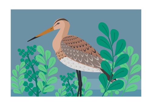 Snipe Bird Vector Illustration